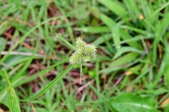 Cyperus svensonii