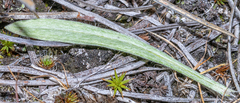 Antennaria luzuloides