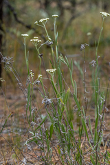 Antennaria luzuloides