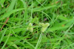 Cyperus svensonii