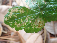 Phytomyza saniculae