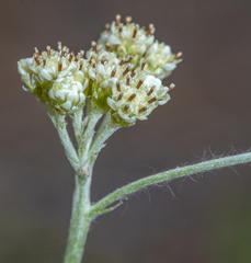 Antennaria luzuloides