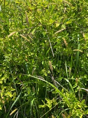 Alopecurus pratensis