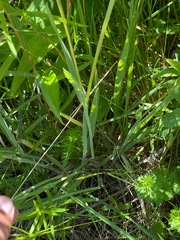 Alopecurus pratensis