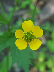 Geum macrophyllum macrophyllum