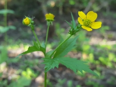 Geum macrophyllum macrophyllum