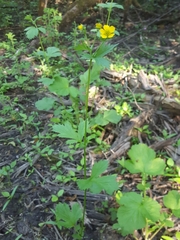 Geum macrophyllum macrophyllum