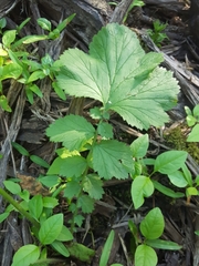 Geum macrophyllum macrophyllum