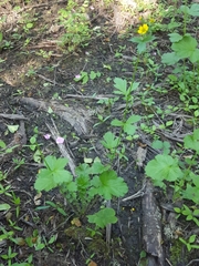 Geum macrophyllum macrophyllum