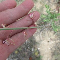 Oenothera cinerea