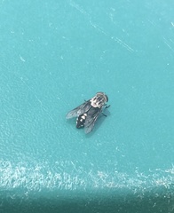 Tabanus trimaculatus