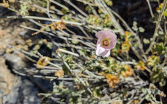 Sphaeralcea ambigua rosacea