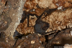 Nyctinomops laticaudatus