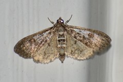 Palpita freemanalis