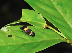 Cosmoscarta abdominalis
