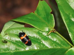 Cosmoscarta abdominalis