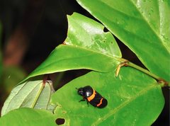 Cosmoscarta abdominalis