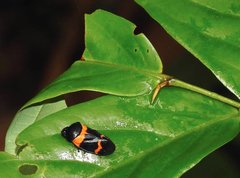 Cosmoscarta abdominalis