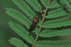 Agrilus cavatus
