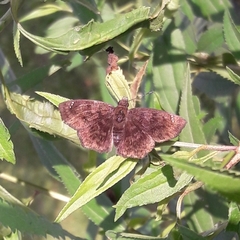 Carcharodini