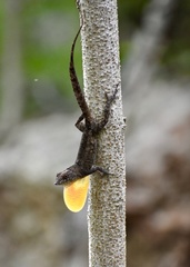 Anolis jubar oriens