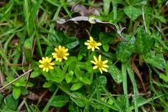 Melampodium montanum