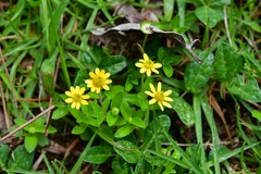 Melampodium montanum