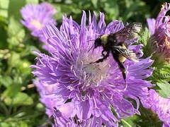 Bombus pensylvanicus image
