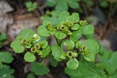Chrysosplenium serreanum