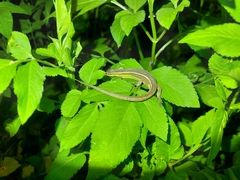 Takydromus viridipunctatus