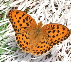 Argynnis laodice