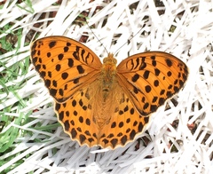 Argynnis laodice
