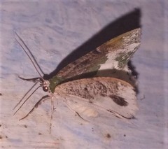 Eucyclodes semialba