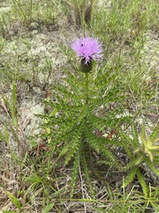 Cirsium repandum