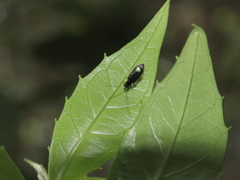 Pseudotheopea sauteri