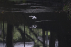 Egretta garzetta