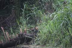 Gallirallus torquatus