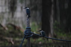 Todiramphus chloris