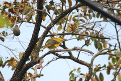 Oriolus chinensis