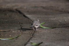 Geopelia striata