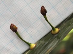 Dendrotrophe varians