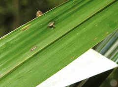 Dendrotrophe varians