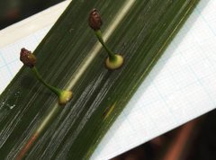 Dendrotrophe varians