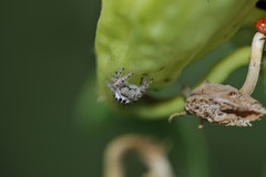 Phidippus putnami