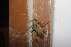 Susuacanga stigmatica