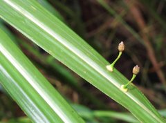 Dendrotrophe varians