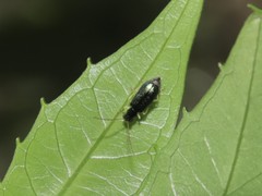 Pseudotheopea sauteri