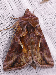 Autographa rubidus