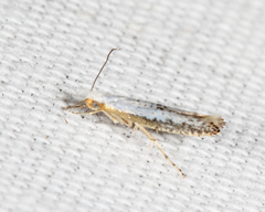 Argyresthia subreticulata