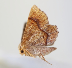 Metarranthis hypochraria